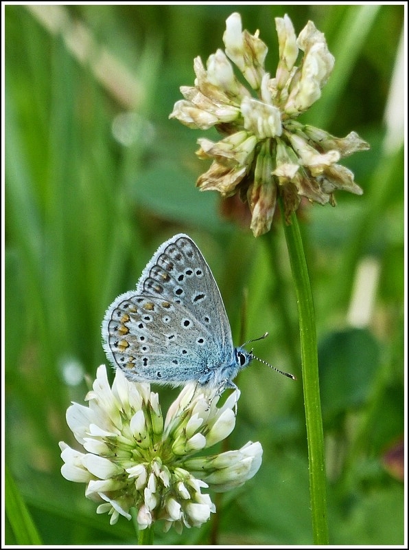 Der Hauhechel-Bluling (Polyommatus icarus) ruht sich auf einer Kleeblte aus. 09.08.2012 (Hans)