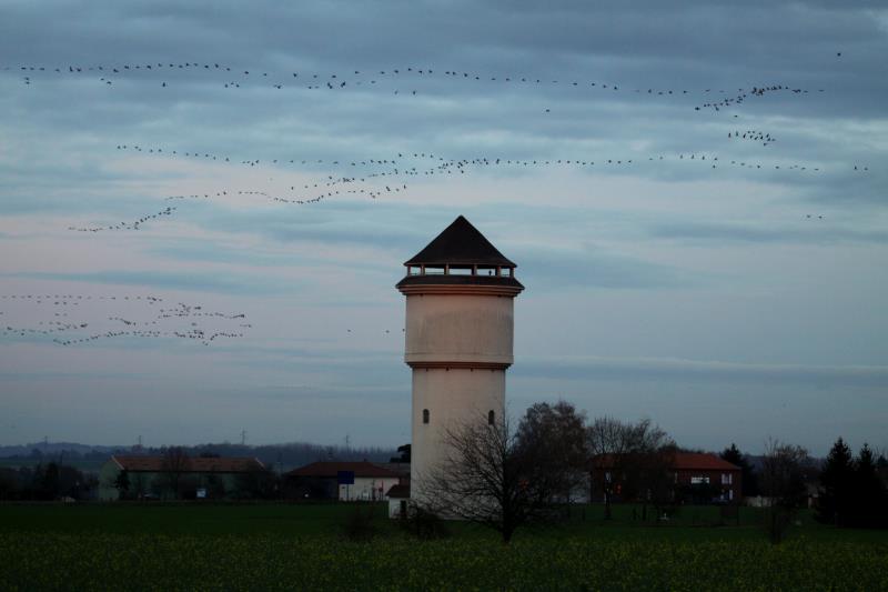 Der Himmel ist voll mit ziehenden Kranichen. Zur Beobachtung des Naturschauspiels eignet sich der Damm bei Sainte-Marie-du-Lac-Nuisement sehr gut; 19.11.2011
