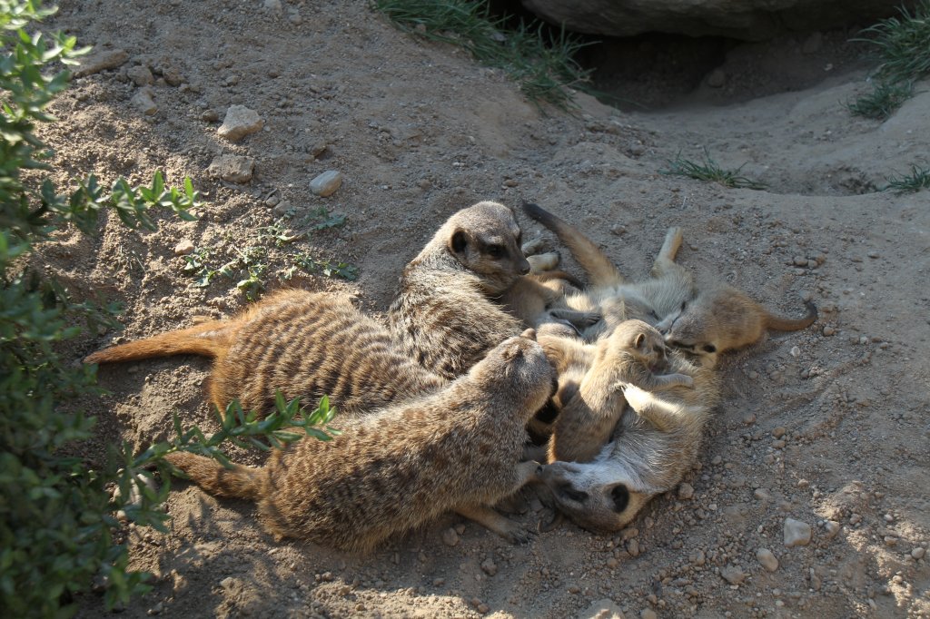 Der hungrige Nachwuchs mu auch bei den Erdmnnchen versorgt werden. Zoo Leipzig am 26.6.2010.