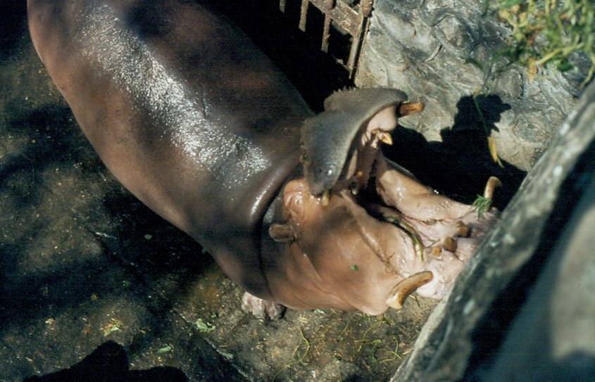 Der hungrige Rachen eines Flusspferdes im Zoo von Colombo / Sri Lanka im Frhjahr 1981