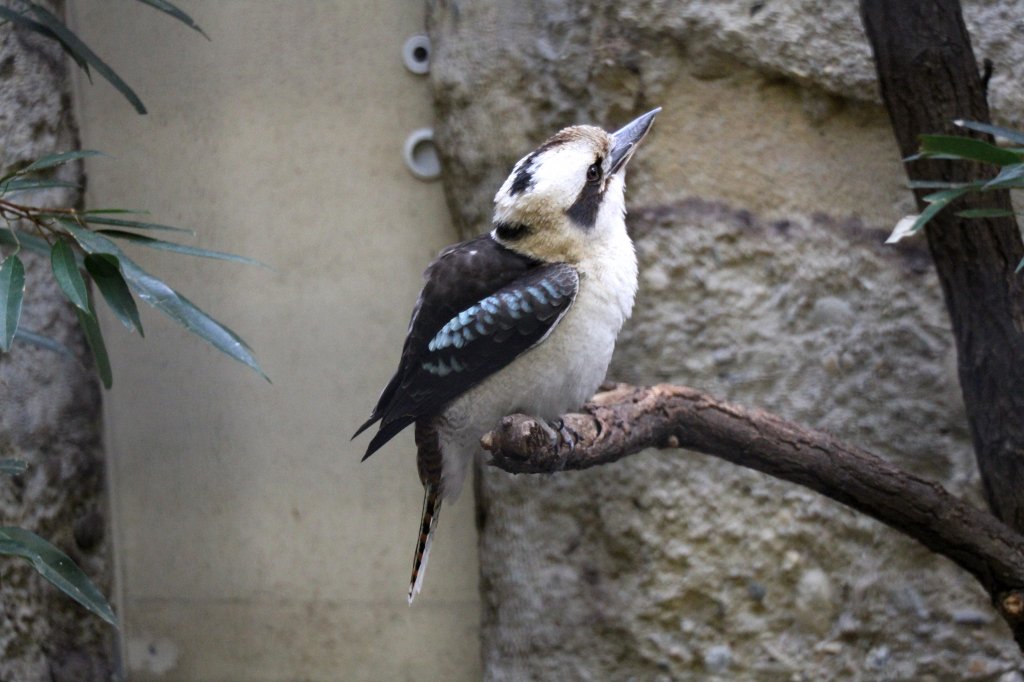 Der Jgerliest oder auch Lachender Hans (Dacelo novaeguineae) ist der Grte Eisvogel und kommt aus Australien. Zoo Berlin am 25.2.2010.
