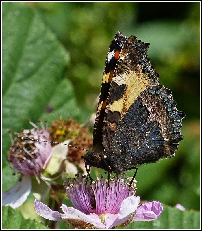 Der kleine Fuchs (Aglais urticae) mit geschlossenen Flgeln.  22.07.2012  (Jeanny)