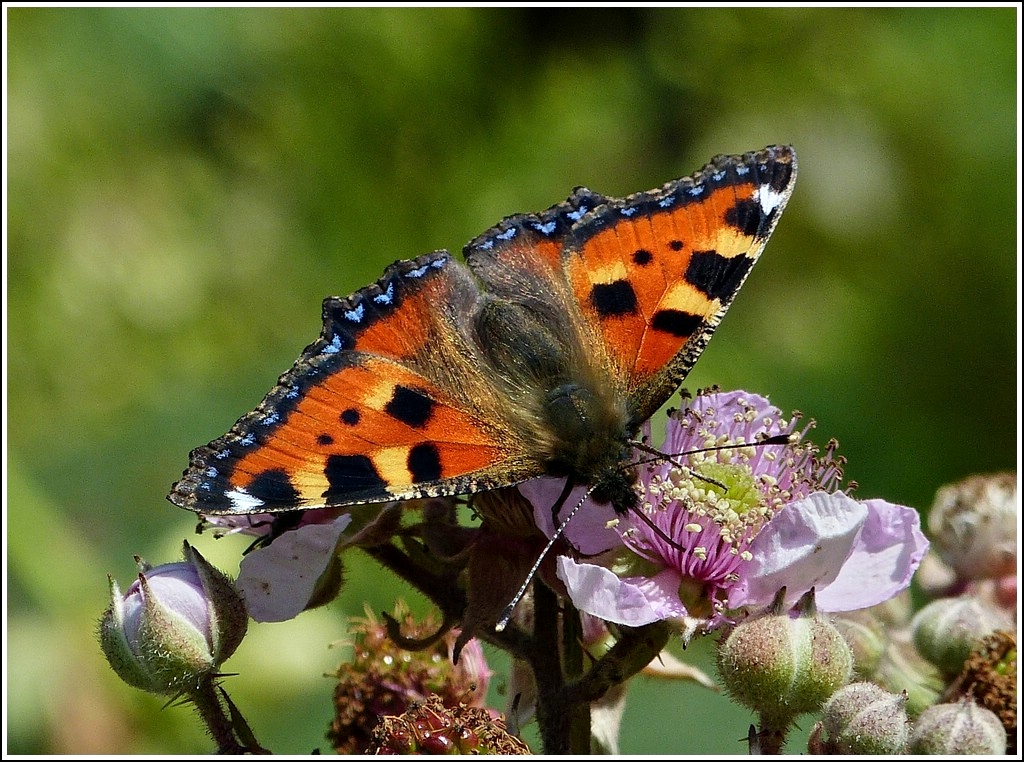 Der kleine Fuchs (Aglais urticae) mit weit geffneten Flgeln auf einer Bltte.  22.07.2012  (Jeanny)