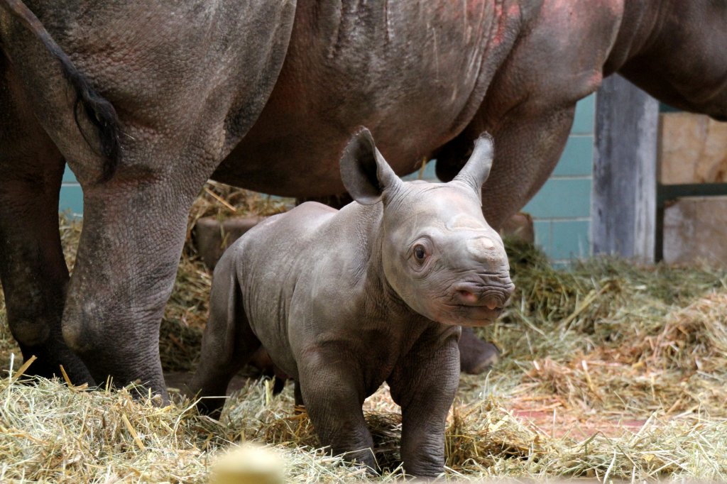 Der kleine Knirps ist schon ziemlich neugierig. Ostafrikanisches Spitzmaulnashorn (Diceros bicornis michaeli) am 25.2.2010 im Zoologischen Garten Berlin.