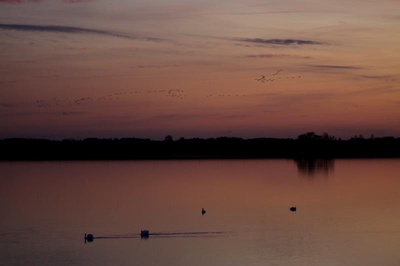 Der Lac du Der ist der grte Staussee in Frankreich. Er wurde zwischen 1966 und 1974 errichtet. Seine groen Bruch- und Sumpfgebiete dienen gut 80.000 Kranichen, die auf dem Westlichen Zugweg in ihr Winterquatier ziehen als Schlafplatz bei ihrem mehrwchigen Zwischenstopp.