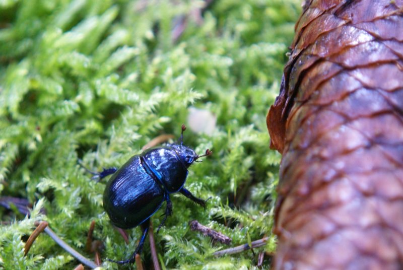 Der Mistkfer nicht nur in ganz Europa zu finden sondern auch auf anderen Kontinenten.Dazu in vielen Farben von schwartz ber grn zu blau
wie hier fotografiert im Wald um Demmin.