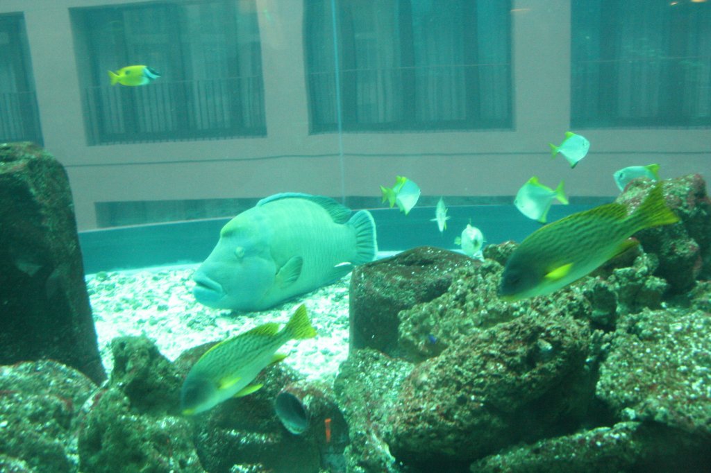 Der Napoleon-Lippfisch (Cheilinus undulatus) ist der grte Fisch im Aquadom. Berlin 3.4.2009.