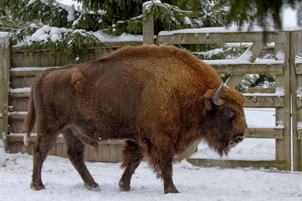 Der Pascha im Wisent Gehege Dargen. - 16.01.2013