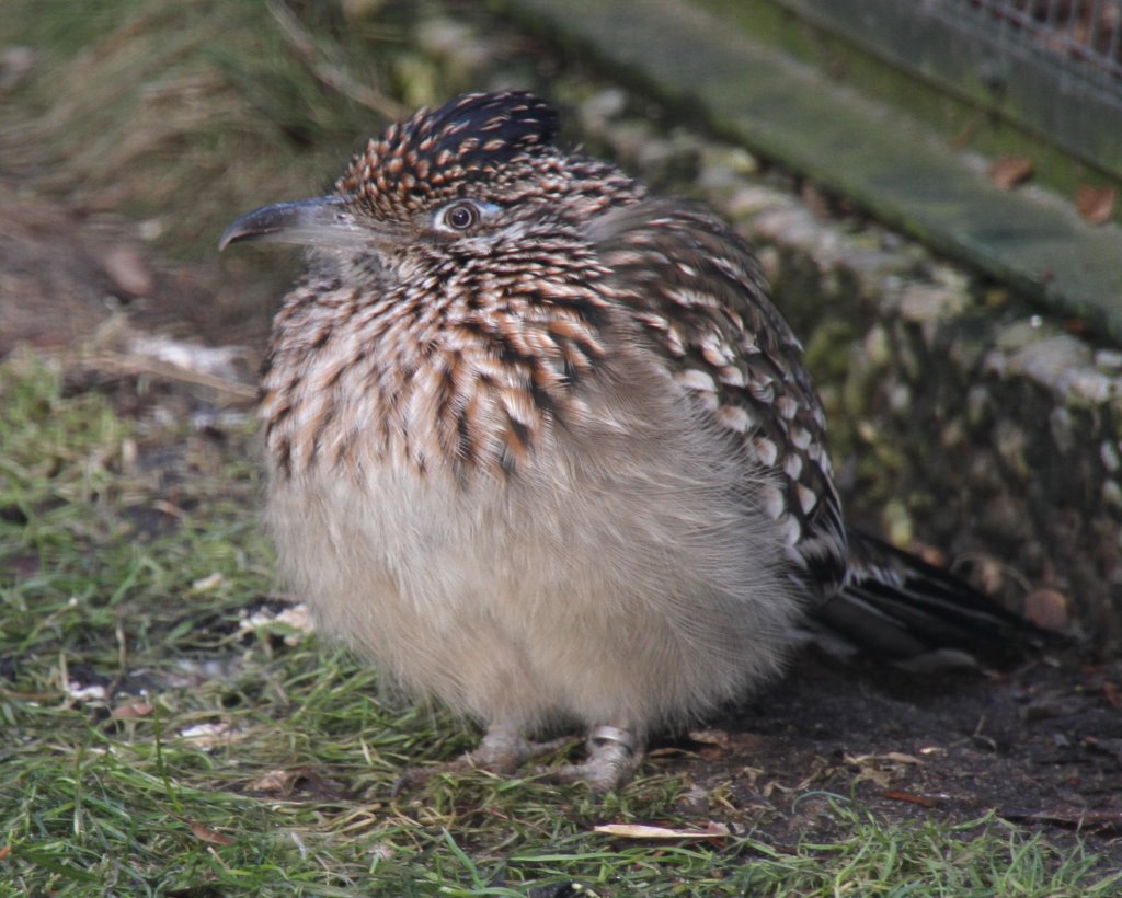 Der Rennkuckuck oder auch Wegekuckuck(Geococcyx californianus) erhielt seinen englichen Namen  Road Runner  nicht von Warner Brothers, sondern aus der Tatsache, dass er frher Kutschen hinterhergelaufen ist, um nach aufgewirbelten Insekten zu jagen. 