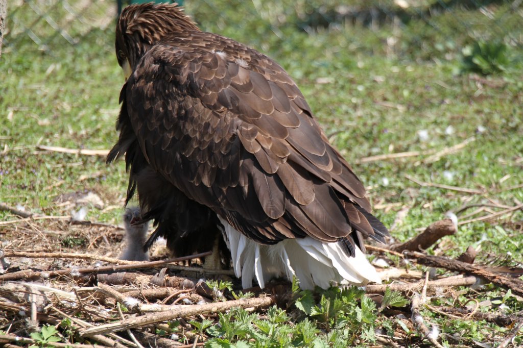 Der Riesenseeadler (Haliaeetus pelagicus) versucht das Junge von den Besuchern verstecken. Tierpark Berlin am 17.4.2010.