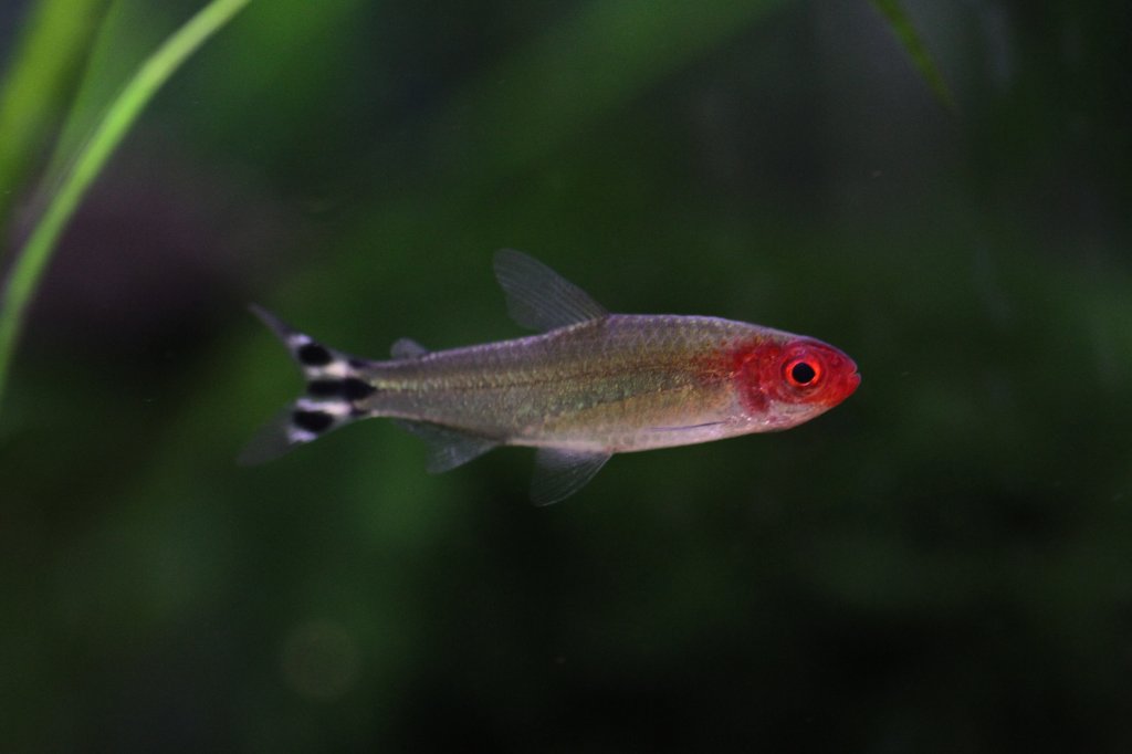 Der Rotkopfsalmler (Hemigrammus bleheri) ist ein beliebter Aquariumfisch.
