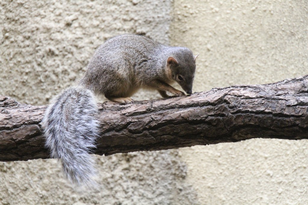 Der Schmalstreifenmungo (Mungotictis decemlineata) schein am Ast etwag gefunden zu haben. Zoo Berlin am 25.2.2010. 