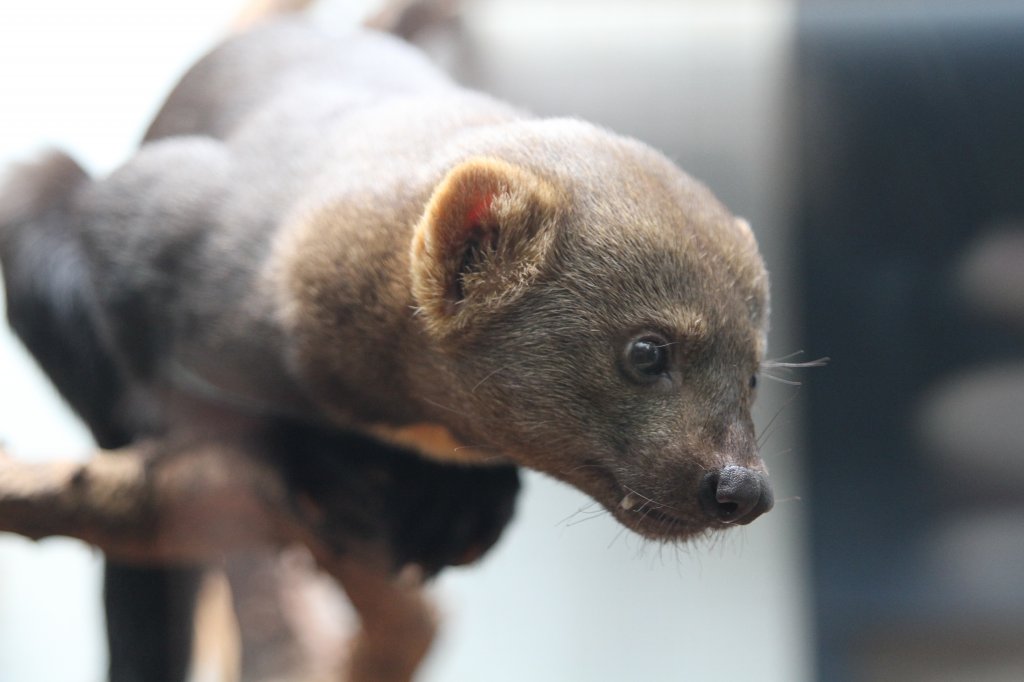 Der Tayra (Eira barbara) ist ein in Mittel- und Sdamerika beheimateter Marder. Zoo Berlin am 11.3.2010.