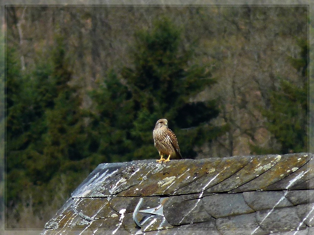 Der Turmfalke beobachtet sehr genau seine Umgebung. 16.04.2011 (Jeanny)