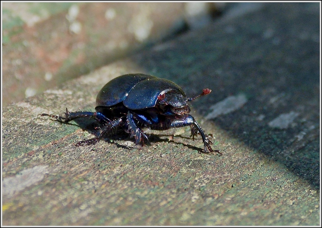 Der Waldmistkfer (Anoplotrupes stercorosus)  01.10.2012 (Hans)