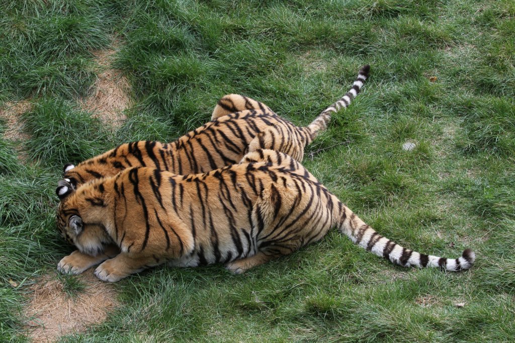 Der zweite Tiger kommt zum Begutachten mit hinzu. Es scheint doch etwas interessantes im Gras zu sein. Sibierischer Tiger am 18.9.2010 im Zoo Sauvage in St.Flicien.
