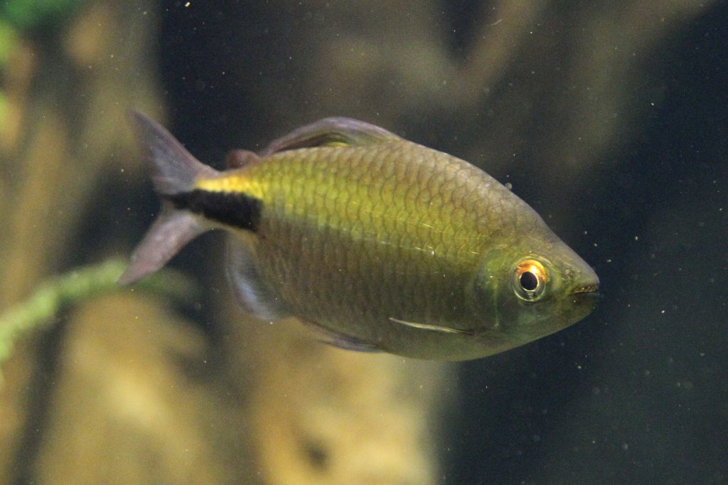 Devario-Brbling (Danio devario) am 26.6.2010 im Leipziger Zoo.