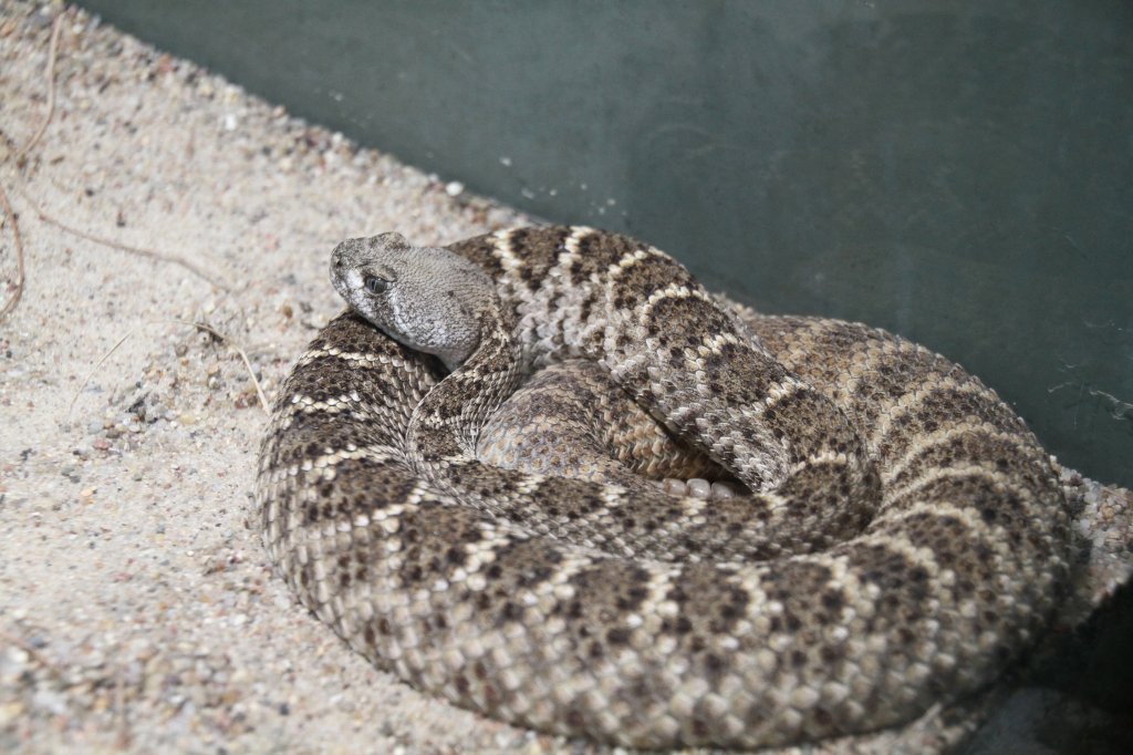 Diamant-Klapperschlange (Crotalus adamanteus) am 12.3.2010 im Zooaquarium Berlin.