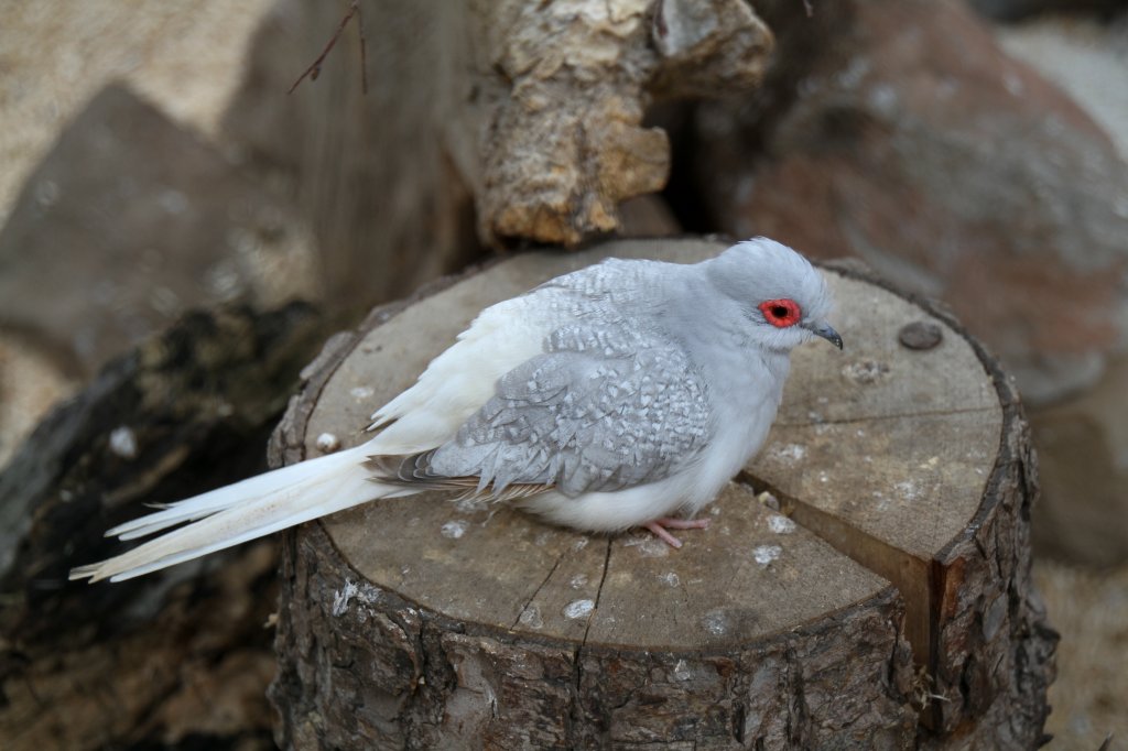 Diamanttubchen (Geopelia cuneata) am 2.5.2010 im Freizeitpark Memleben.