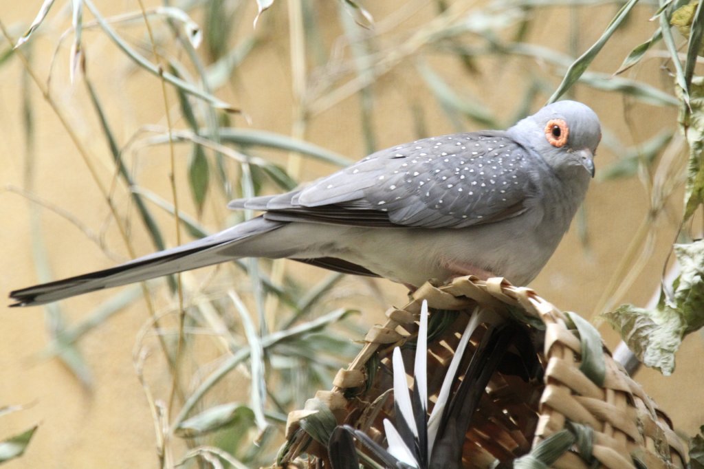 Diamanttubchen (Geopelia cuneata) am 27.6.2010 im Leipziger Zoo.