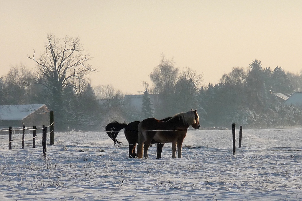 Dicht aneinander geschmiegt stehen diese zwei Pferde im Schnee.

Vorst, 8.12.12