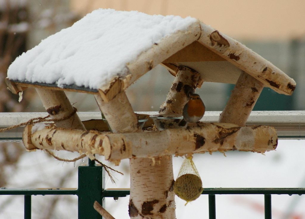 Die Aussicht vom Vogelhuschen gefllt unserem rotkehligem Gast...
(13.01.2010)