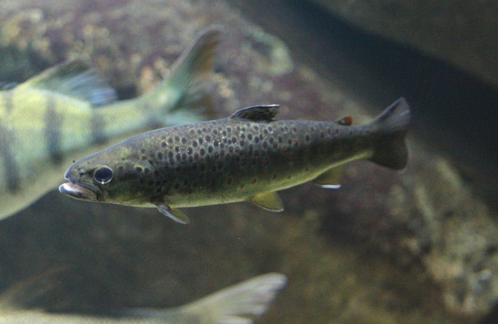 Die Bachforelle (Salmo trutta fario) ist eine Unterart der Forelle. Zooaquarium Berlin am 12.3.2010.