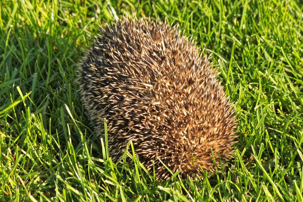 Die beste Taktik, einrollen und abwarten bis der Hund wieder verschwunden ist. Dieser Igel wurde in unserem Garten von meinem Hund Jannis entdeckt und begutachtet. Dem Igel war es zu unheimlich, deshalb rollte er sich als wehrhafte Kugel zusammen. (15.10.2011)