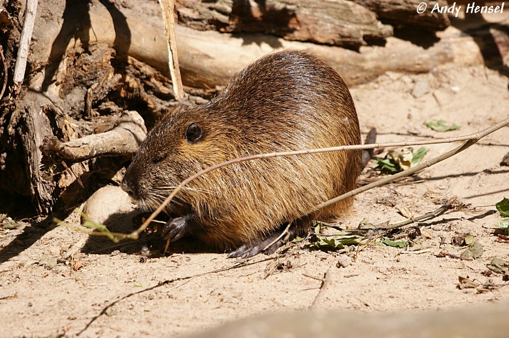 Die Biberratte (Myocastor coypus), auch Nutria oder seltener Sumpfbiber, Schweifbiber, Schweifratte, Coypu, Wasserratte  genannt, ist eine aus Sdamerika  stammende und in Mitteleuropa eingebrgerte Nagetierart. 