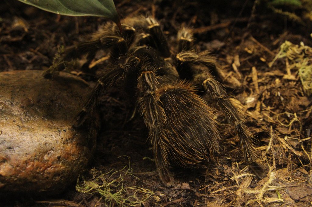 Die Brasilianische Riesenvogelspinne (Lasiodora parahybana) kann eine Krpergre von 10 cm erreichen. Toronto Zoo am 13.9.2010.