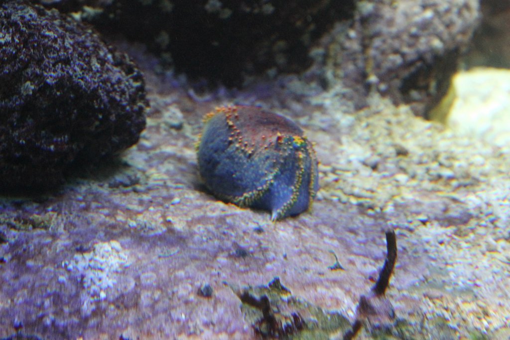 Die Dreifarbenseewalze (Pseudocolochirus tricolor) gehrt zur Gattung der Seepfel. Zooaquarium Basel am 19.3.2010.