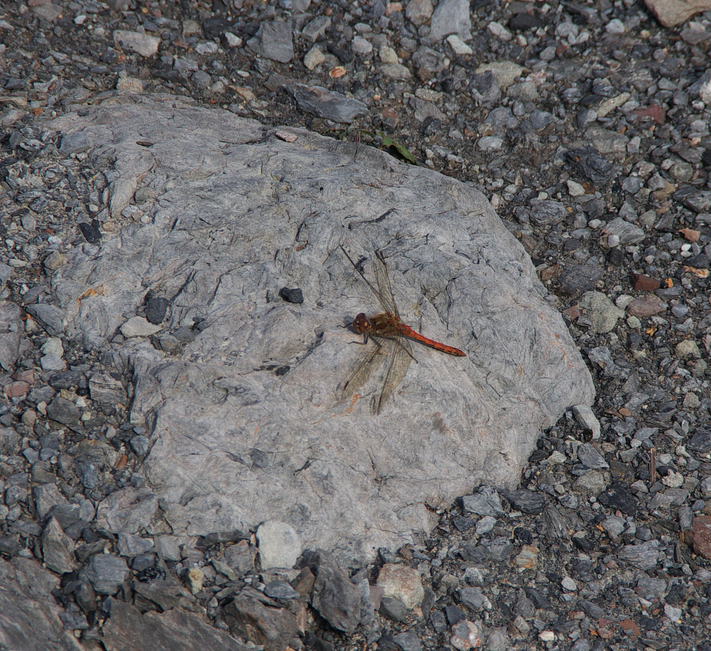 Die ehemaligen Abraum- oder Bergehalden von Bergwerken bieten vielen Insekten einen Lebensraum. Oft sind Absinkweiher und Tmpel in der Nhe und die Steine speichern die Wrme der Sonne.

Blutrote Heidelibelle am 18.10.2012 an der Bergehalde Gttelborn. 