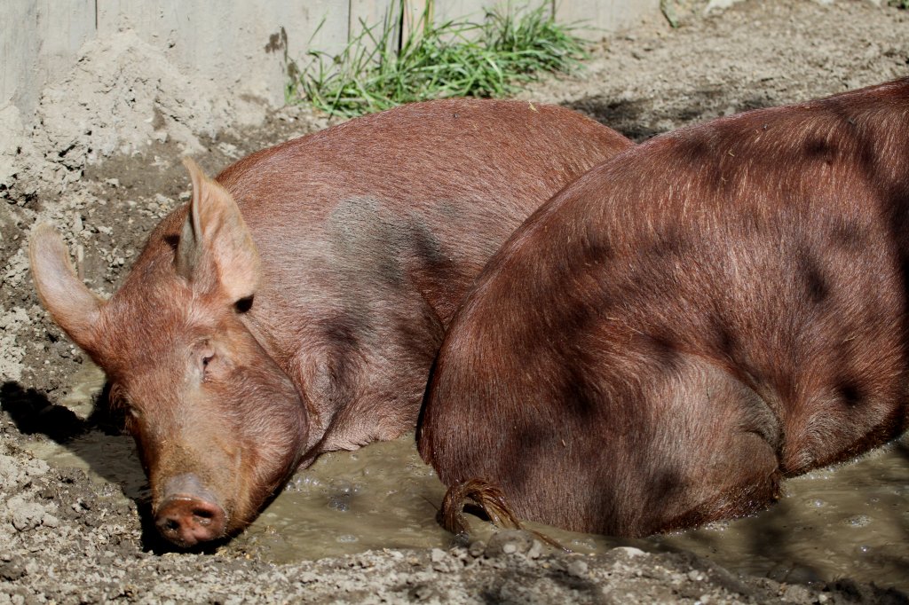 Die englische Schweinerasse Tamworth ist eine Weltweit gefrdete Rasse mit weniger als 300 Suen. Toronto Zoo am 13.9.2010.
