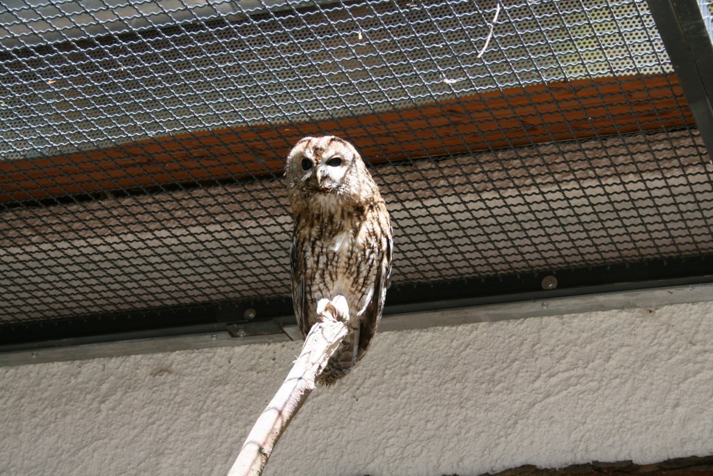 Die Eulerei im Heimattierpark Hirschfeld(bei Zwickau)ist begehbar.So kann man die Tiere aus nchster Nhe betrachten.