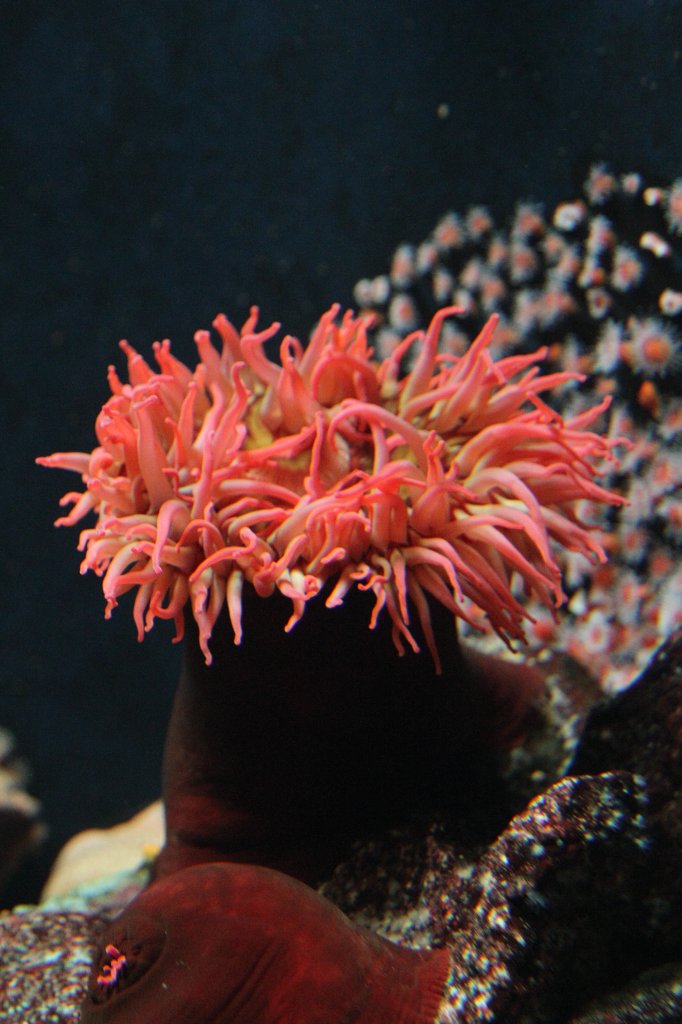 Die Fischfressende Seedahlie (Urticina piscivora) ist eine Seeanemone aus dem Nordstlichen Pazifik.