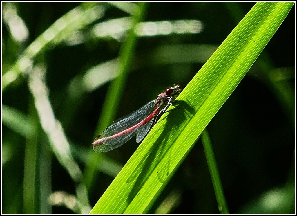 Die Frhe Adonisjungfer (Pyrrhosoma nymphula) legt eine kurze Rast auf einem Grashalm ein. 25.07.2012 (Jeanny)