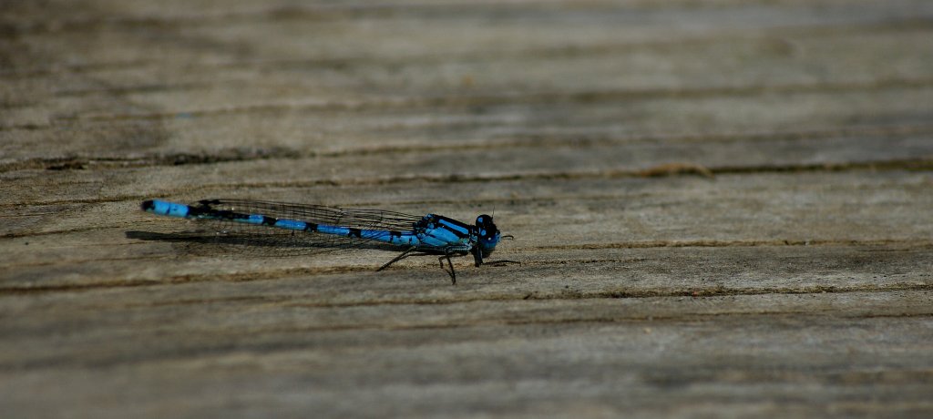 Die gemeine Becherjungferlibelle legt eine kleine Pause ein.
(01.07.2010) 