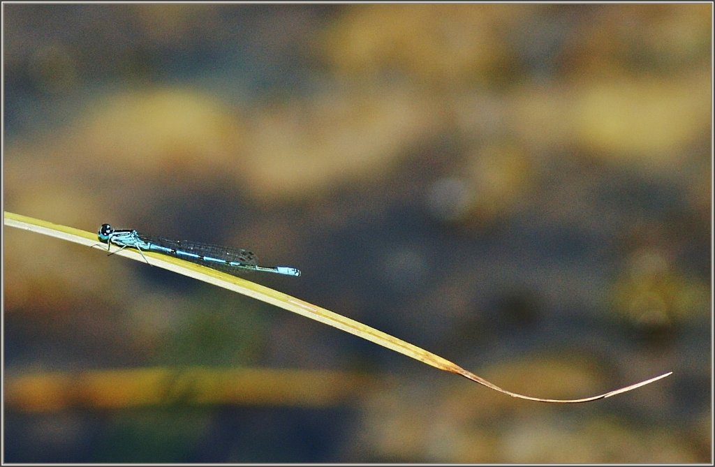 Die Gemeine Bercherzurjungfer auf einem Grashalm.
(01.07.2011)