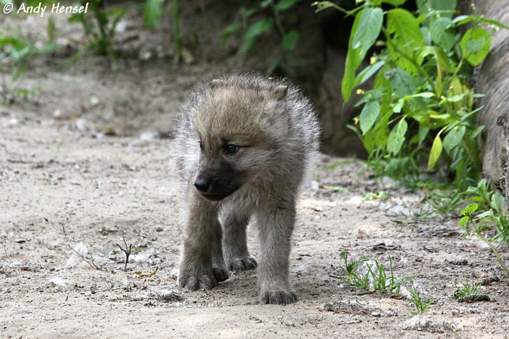 Die Jungtiere werden von der Mutter etwa fr zwei bis drei Monaten gesugt. Kanadischer Wolf (Polarwolf).
