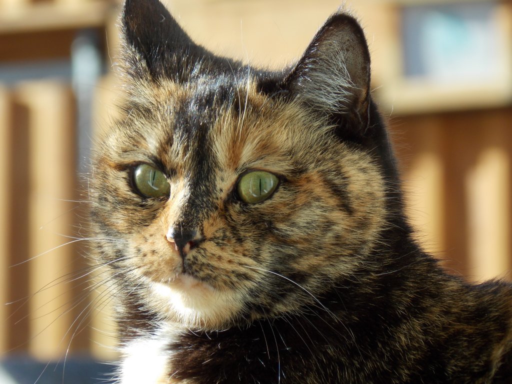 die katze am fenster geniesst die frische luft...nur nicht raus in den kalten schnee
Aufnahmezeit: 2013:01:06 11:50:50 in mittenwald