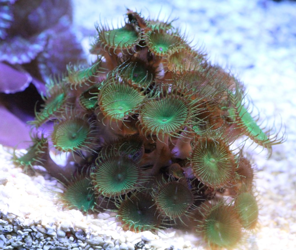 Die Krustenanemonen der Gattung Palythoa gehren zu den giftigsten Tieren berhaupt. Vivarium Karlsruhe am 9.2.2010.