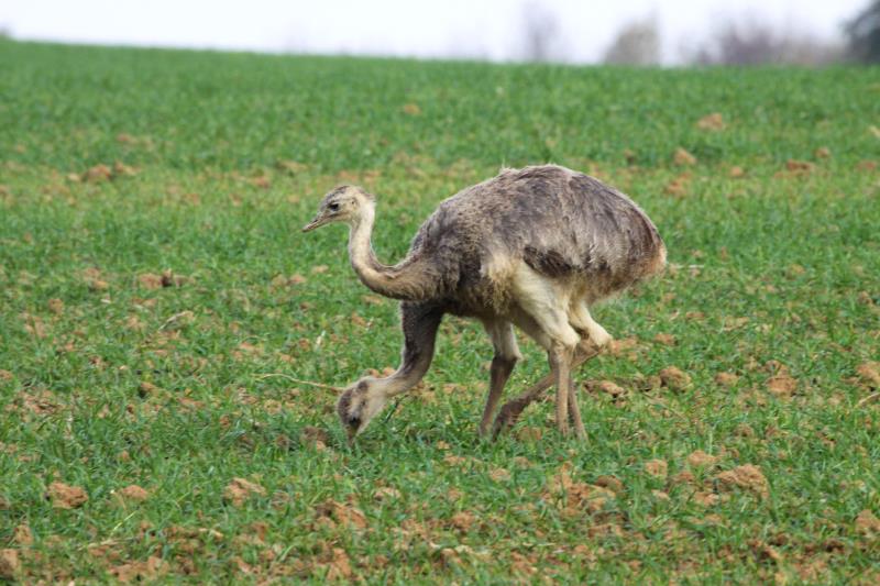 Die Kken vom Juli sind schon ziemlich gewachsen. Kommt aber wieder so ein harter Winter, wie in den letzten zwei Jahren, werden sie das Frhjahr nicht erleben. Nandus auf einem Feld bei Rieps (NWM), 03.11.2011