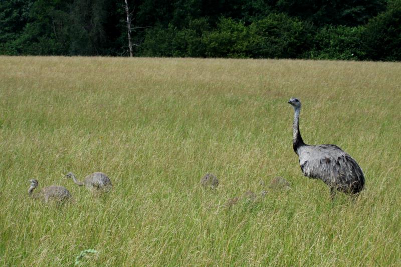 Die Nandu-Kken sind im Getreidefeld gut getarnt. Aufmerksam bewacht der Nandu-Hahn seine 13 Kken. Im Hintergrund beginnt die Wakenitz-Aue bei Schattin (NWM); 16.07.2011