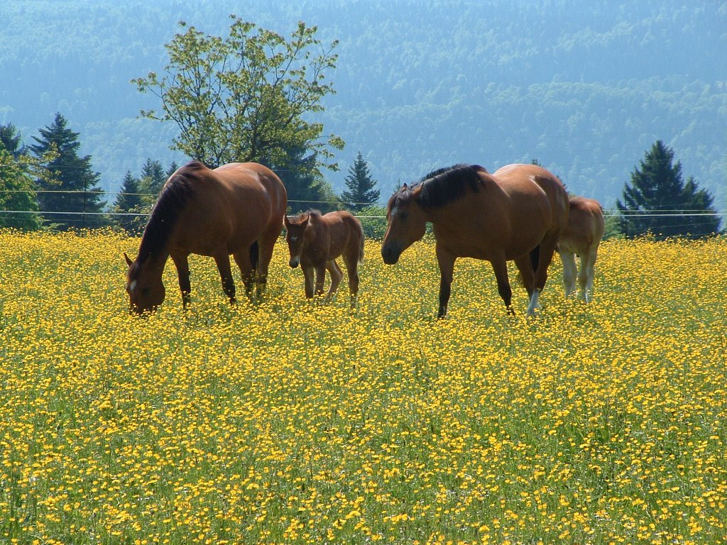 Die Pferdezucht in den Freibergen im bernischen Jura ist noch immer ein wichtiger Erwerbszweig. Sie werden als Zug- wie auch Reittiere gezuechtet. Rasse: Freiberger.