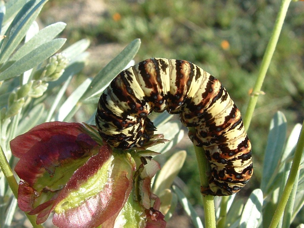 Die Raupe des grossen Schwalbenschwanzes in Suedafrika frisst sich fingerdick bevor sie in die Verpuppung geht.