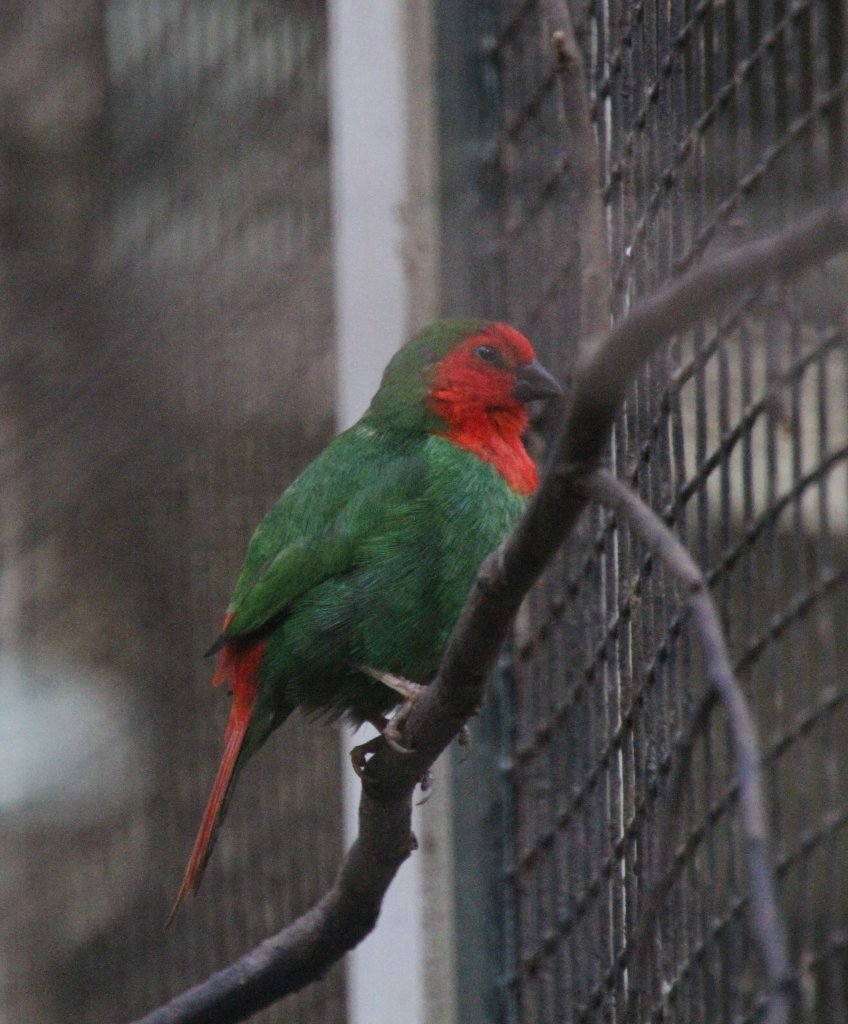 Die Rotkpfige Papageiamadine (Amblynura psittacea) ist eine aus der Sdsee stammende Prachtfinkenart. Zoo Berlin am 25.2.2010.