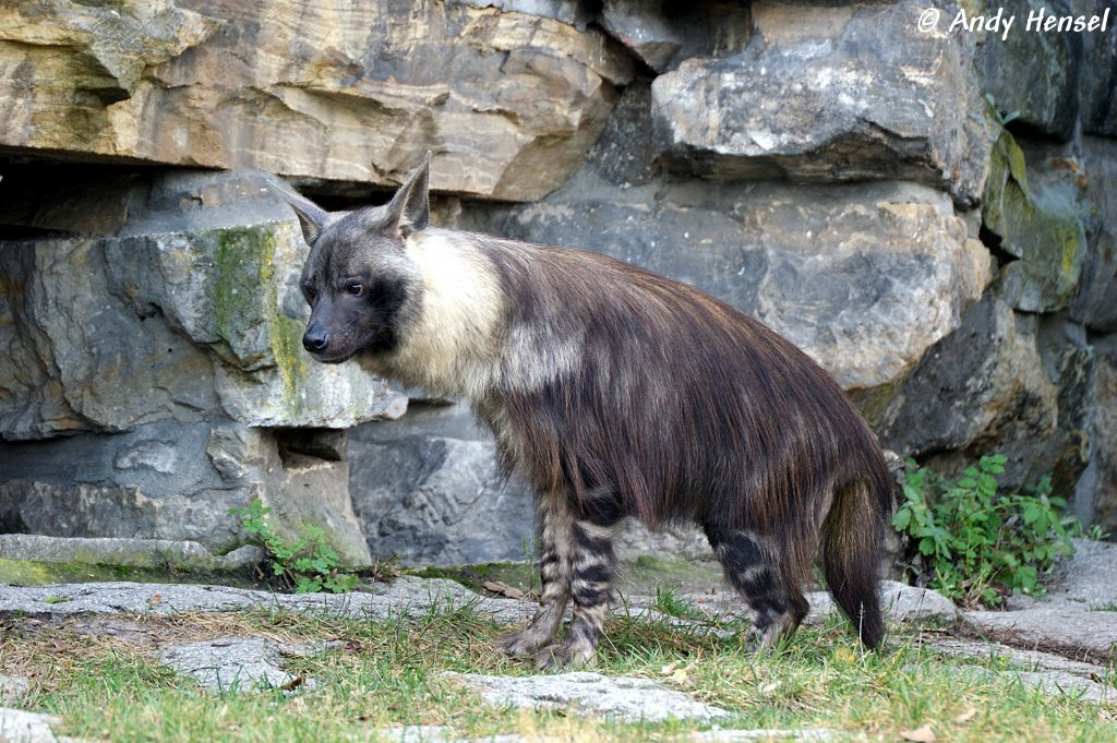 Die Schabrackenhyne, auch Braune Hyne oder Strandwolf genannt, ist eine Raubtierart aus der Familie der Hynen.