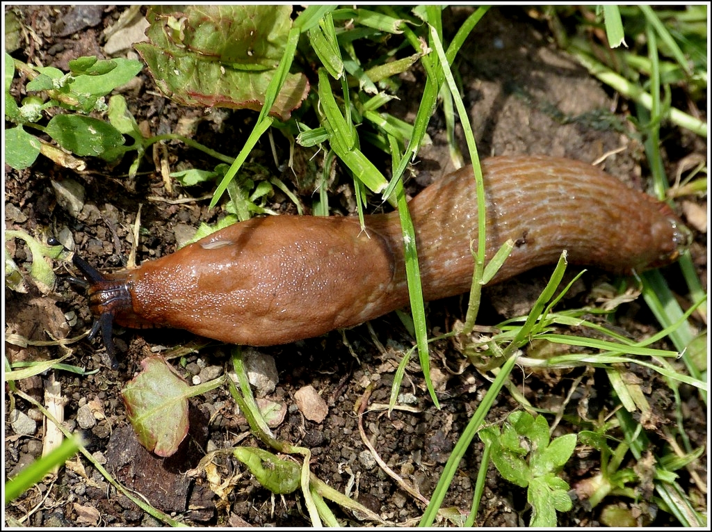 Die Spanische Wegschnecke (Arion vulgaris) ist hufig in unserem Garten anzutreffen. 24.08.2012  (Hans)