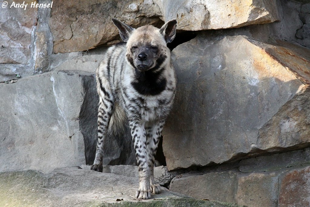Die Streifenhyäne ist die Kleinste der drei Eigentlichen Hyänen.