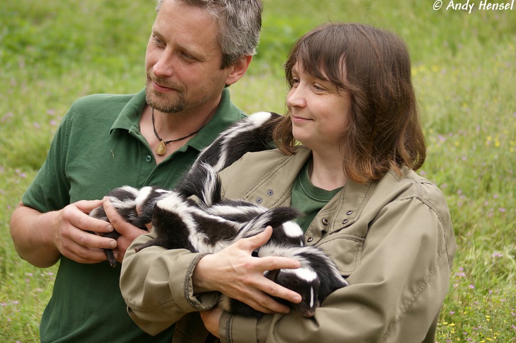 Die Streifenskunks-Eltern „Wolfgang“ und „Hannelore“ kamen am 25. November 2009 zum Tierpark Berlin und haben am 04.05.2010 Zehnlinge bekommen. Hier werden sie nun von Pflegern bei der Pressekonferenz am 15.06.2010 vorgestellt.